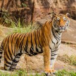 Kawal Tiger Reserve: A peaceful trip to the Wilderness